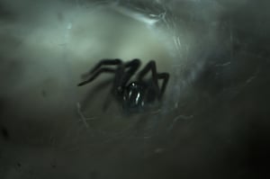Miedo a Araña Aracnofobia